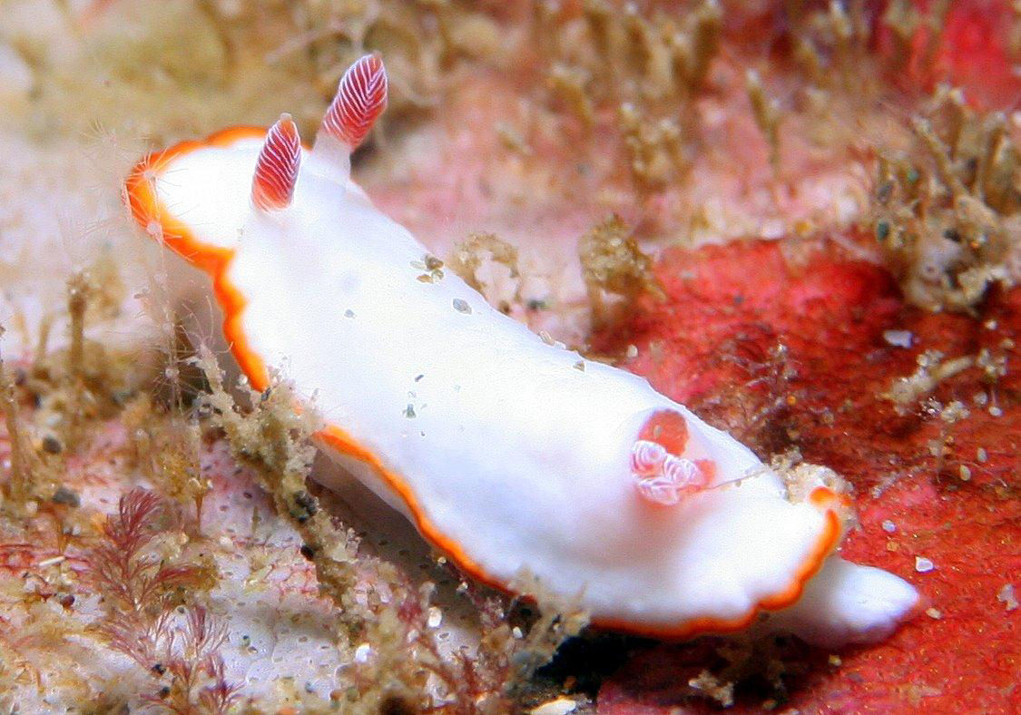 Glossodoris sp